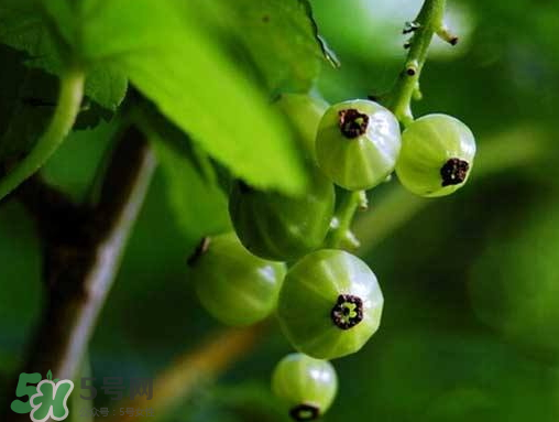 燈籠果什么時候種植？燈籠果怎么種植？