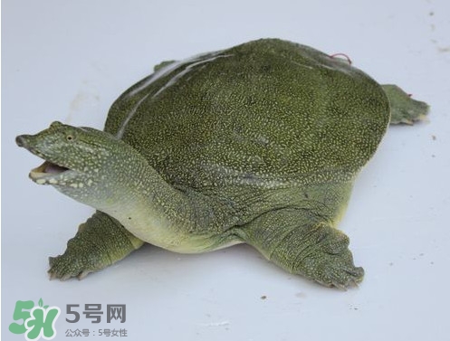 甲魚是魚嗎？甲魚是發(fā)物嗎