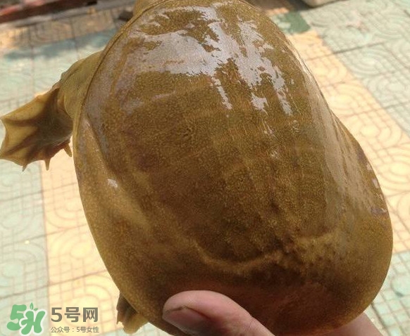 甲魚又叫什么？甲魚吃什么食物