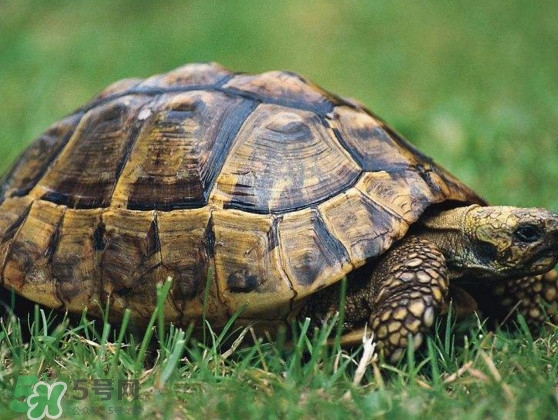 甲魚是烏龜嗎？甲魚是王八嗎？