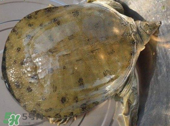 腳魚不能和什么一起吃？腳魚可以燉蟲草嗎