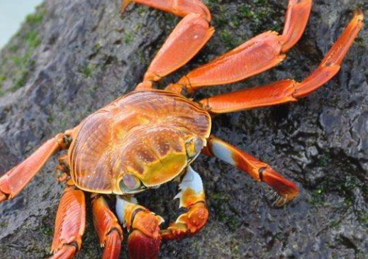 中秋前后吃公蟹還是母蟹？中秋節(jié)吃什么螃蟹