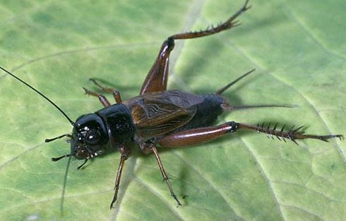 蟋蟀和蛐蛐一樣嗎？家里有蛐蛐怎么辦