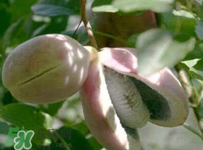 八月瓜能放冰箱嗎？八月瓜怎么保存？