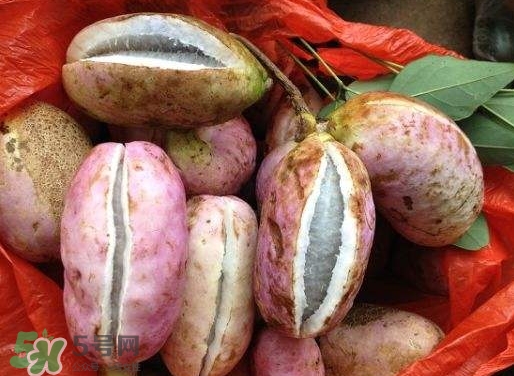 八月瓜孕婦能吃嗎？八月瓜的功效與作用