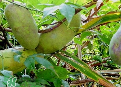 八月瓜能放冰箱嗎？八月瓜怎么保存？