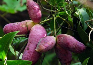 八月瓜孕婦能吃嗎？八月瓜的功效與作用