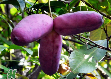 八月瓜的籽怎么吃？八月瓜籽的功效作用