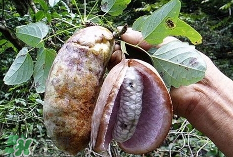 八月瓜能種植嗎？八月瓜怎么種植？