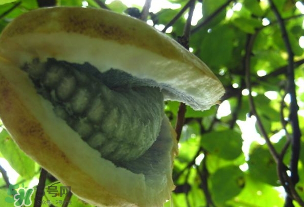 八月瓜可以美容嗎？八月瓜怎么吃有美容效果？