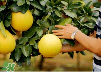 如何區(qū)分紅肉蜜柚真假？吃紅肉蜜柚有什么好處？