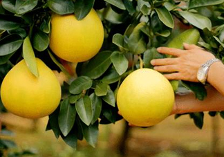 如何區(qū)分紅肉蜜柚真假？吃紅肉蜜柚有什么好處？