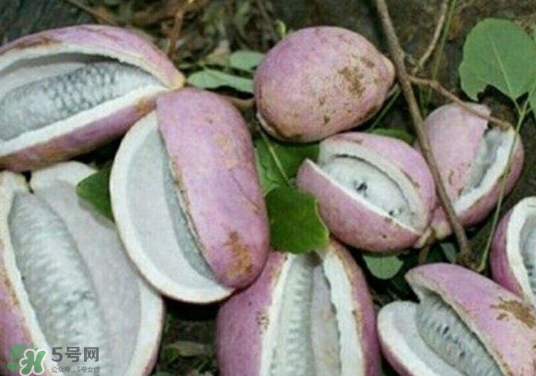 八月瓜能種植嗎？八月瓜怎么種植？