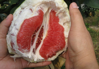 紅肉蜜柚可以?xún)?chǔ)存多久？紅肉蜜柚怎么挑選