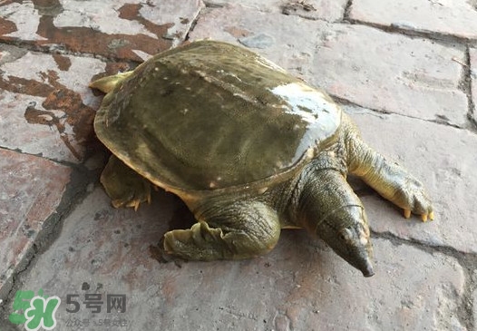 腳魚是什么？腳魚和烏龜?shù)膮^(qū)別