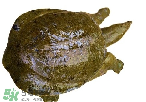 腳魚不能和什么一起吃？腳魚可以燉蟲草嗎