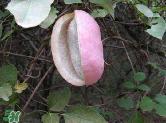 八月瓜能種植嗎？八月瓜怎么種植？