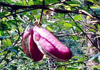 八月瓜能種植嗎？八月瓜怎么種植？