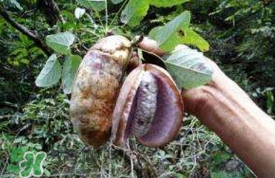 八月瓜可以補腎嗎？八月瓜的營養(yǎng)價值