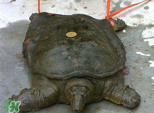 甲魚是烏龜嗎？甲魚是王八嗎？