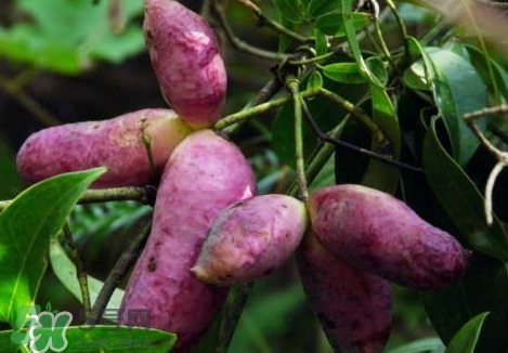 八月瓜孕婦能吃嗎？八月瓜的功效與作用