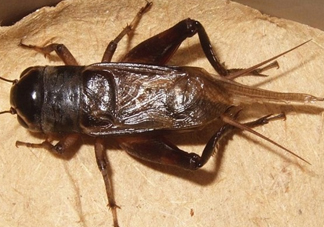 蟋蟀和蛐蛐一樣嗎？家里有蛐蛐怎么辦