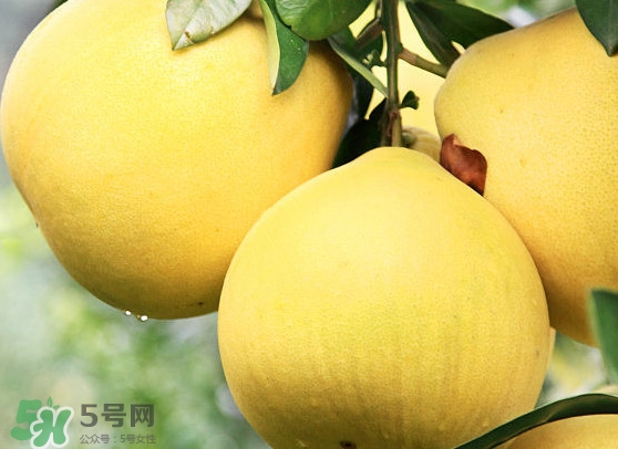 經期能吃蜜柚嗎？蜜柚能和葡萄一起吃嗎