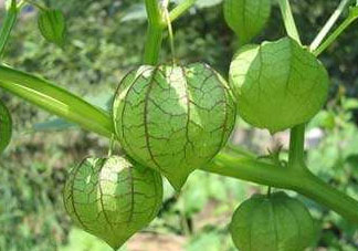 燈籠果什么時(shí)候種植？燈籠果怎么種植？