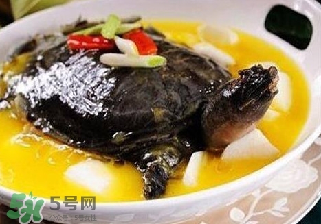 甲魚是魚嗎？甲魚是發(fā)物嗎