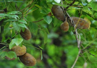 八月瓜可以經(jīng)常吃嗎？八月瓜可以多吃嗎？