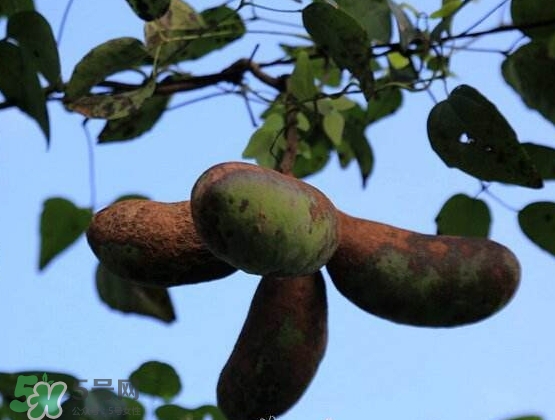 八月瓜能放冰箱嗎？八月瓜怎么保存？