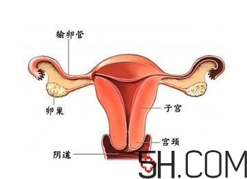 子宮畸形有哪些？子宮畸形有什么影響？