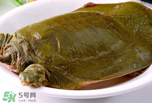甲魚是熱性還是涼性？甲魚是淡水魚嗎
