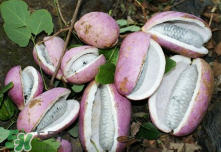 八月瓜的籽怎么吃？八月瓜籽的功效作用