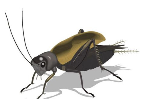 蟋蟀和蛐蛐一樣嗎？家里有蛐蛐怎么辦