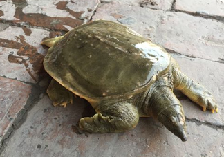 腳魚是什么？腳魚和烏龜?shù)膮^(qū)別