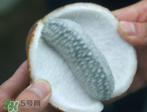 八月瓜可以補腎嗎？八月瓜的營養(yǎng)價值