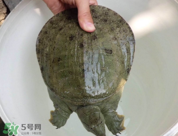 腳魚不能和什么一起吃？腳魚可以燉蟲草嗎