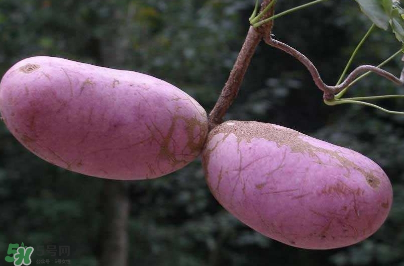 八月瓜可以經(jīng)常吃嗎？八月瓜可以多吃嗎？