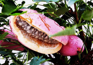 八月瓜的藥用價值有哪些？八月瓜能治什么?。?><p><strong>八月瓜的藥用價值有哪些？八月瓜能治什么病？</strong></p></a></li> <li><a href=