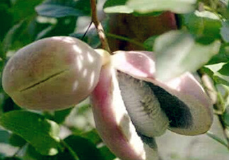 八月瓜能放冰箱嗎？八月瓜怎么保存？