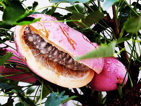 八月瓜的藥用價(jià)值有哪些？八月瓜能治什么??？