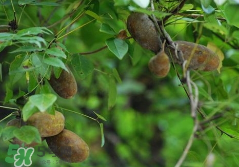 八月瓜可以經(jīng)常吃嗎？八月瓜可以多吃嗎？