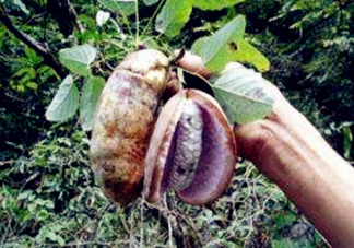 八月瓜可以補腎嗎？八月瓜的營養(yǎng)價值