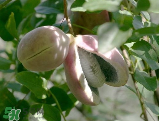 八月瓜可以補腎嗎？八月瓜的營養(yǎng)價值