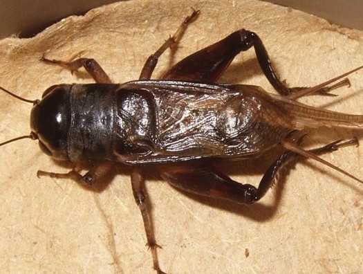 蟋蟀和蛐蛐一樣嗎？家里有蛐蛐怎么辦