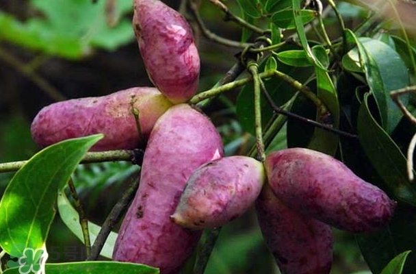 八月瓜能放冰箱嗎？八月瓜怎么保存？