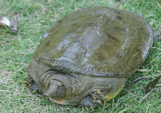 腳魚怎么殺？腳魚孕婦可以吃嗎