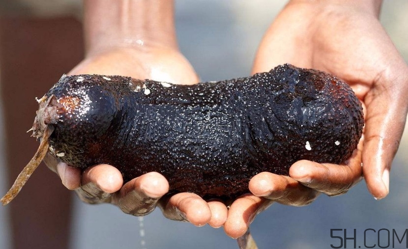 海參一次吃多少合適？海參吃多了會(huì)怎樣？