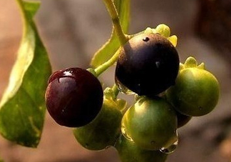龍葵果可以治癌癥嗎？吃龍葵果有什么好處